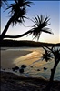 Pandanus Palm Silhouette, Cylinder Beach